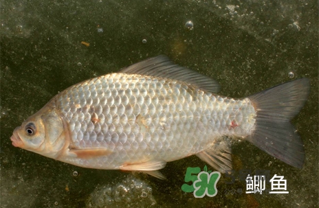 鰣魚(yú)和響魚(yú)是兩種魚(yú)嗎？鰣魚(yú)和鯽魚(yú)的區(qū)別