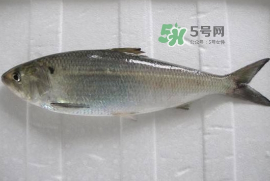 鰣魚多少錢一斤？長江鰣魚多少錢一斤2017