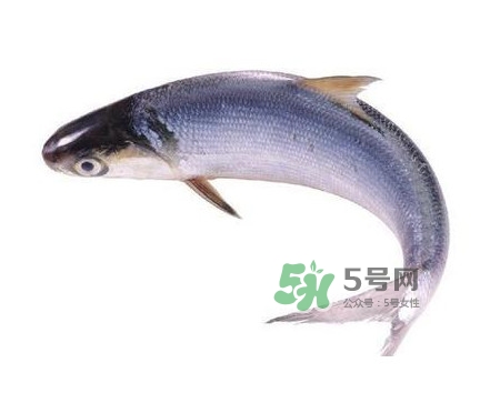 鰣魚怎么讀？鰣魚是什么魚