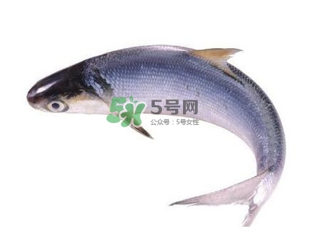 鰣魚刺多嗎？鰣魚可以養(yǎng)殖嗎