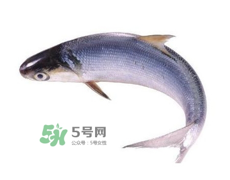 鰣魚和刀魚哪個(gè)貴？長江三鮮哪個(gè)最貴