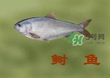 鰣魚(yú)和響魚(yú)是兩種魚(yú)嗎？鰣魚(yú)和鯽魚(yú)的區(qū)別