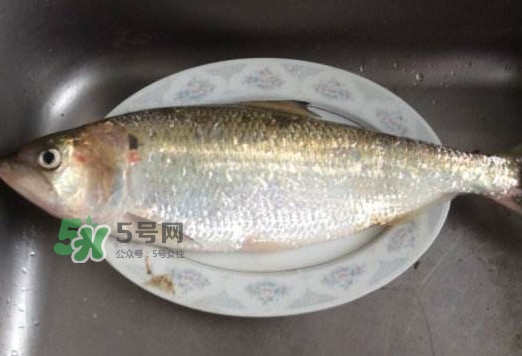 鰣魚怎么讀？鰣魚是什么魚