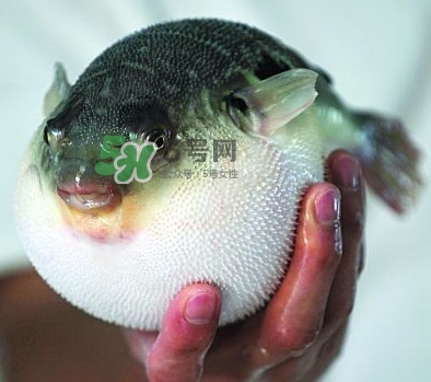 鰣魚和刀魚哪個(gè)貴？長江三鮮哪個(gè)最貴