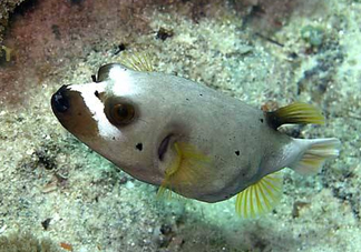 河豚魚是海鮮嗎？河豚魚是淡水魚嗎