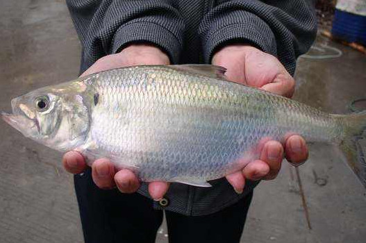 鰣魚是海魚還是淡水魚？鰣魚是發(fā)物嗎