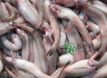 龍頭魚可以冷凍嗎？龍頭魚怎么保存