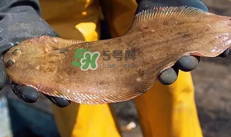 龍利魚(yú)是淡水魚(yú)嗎？龍利魚(yú)是巴沙魚(yú)嗎