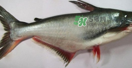 龍利魚(yú)是淡水魚(yú)嗎？龍利魚(yú)是巴沙魚(yú)嗎