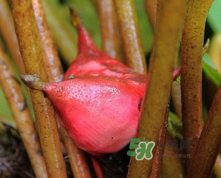 紅菱怎么吃？吃紅菱有什么好處？