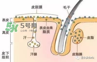 外油內(nèi)干的皮膚怎么護(hù)理 先補(bǔ)水還是先控油