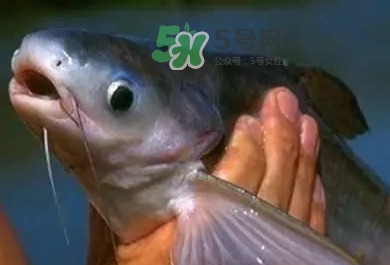 巴沙魚是鯰魚嗎？巴沙魚是海魚嗎