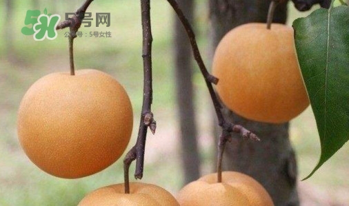 梨子什么時候吃最好？梨子什么時候成熟