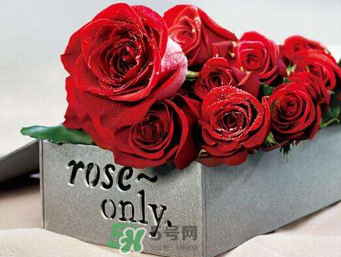 roseonly怎么樣？roseonly好看嗎？