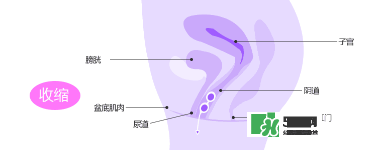 lelo露娜球如何使用方法？露娜球使用感受