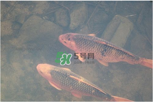 八月份釣魚用什么料好？八月份釣什么魚？