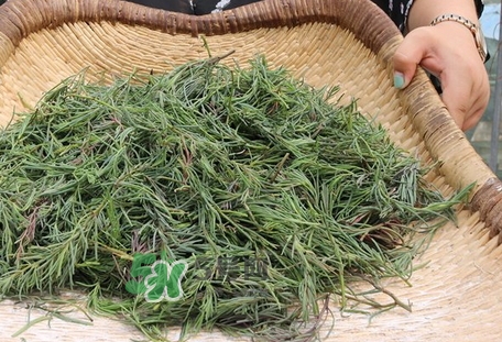 海英菜的營養(yǎng)價(jià)值_海英菜的功效與作用及食用方法