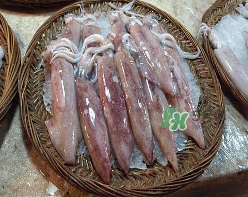 新鮮魷魚怎么處理？魷魚怎么清洗？