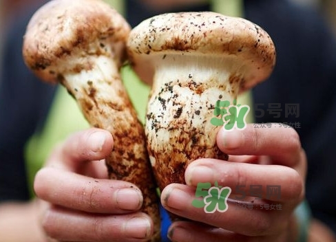 新鮮松茸用水焯嗎？新鮮松茸洗時(shí)用水浸泡嗎