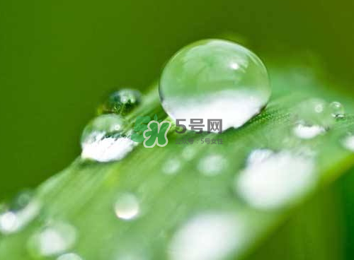 白露可以種什么菜？白露過(guò)后能種植什么蔬菜？