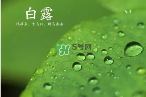 白露可以種什么菜？白露過(guò)后能種植什么蔬菜？