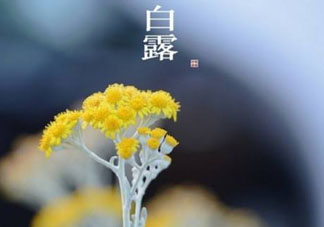 白露可以種什么菜？白露過后能種植什么蔬菜？