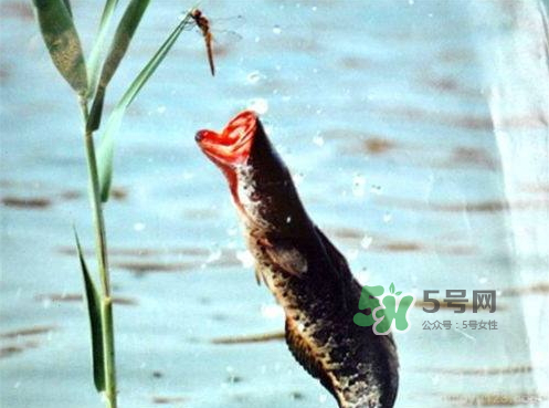 九月份可以釣黑魚(yú)嗎？9月份可以釣黑魚(yú)嗎？