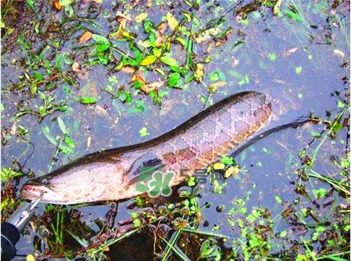 九月份可以釣黑魚(yú)嗎？9月份可以釣黑魚(yú)嗎？