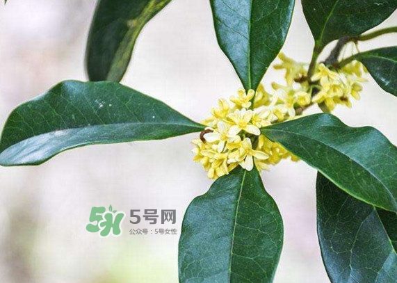 桂花樹種在院子哪里好？桂花樹種在家門口好嗎