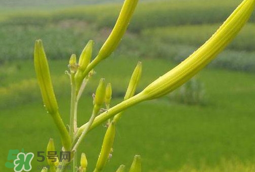 黃花菜是植物的什么部分？黃花菜要去芯嗎？