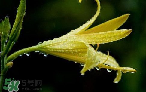 黃花菜什么時(shí)候種植？黃花菜什么時(shí)候采摘好