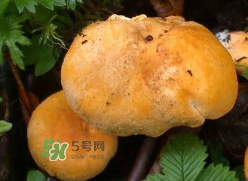 雞油菌是寒性的嗎？雞油菌是發(fā)物嗎