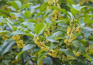 桂花樹種在院子哪里好？桂花樹種在家門口好嗎