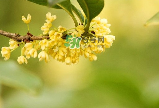 家里為什么不能種桂花？桂花為什么不能栽在家里