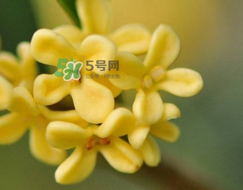 家里為什么不能種桂花？桂花為什么不能栽在家里