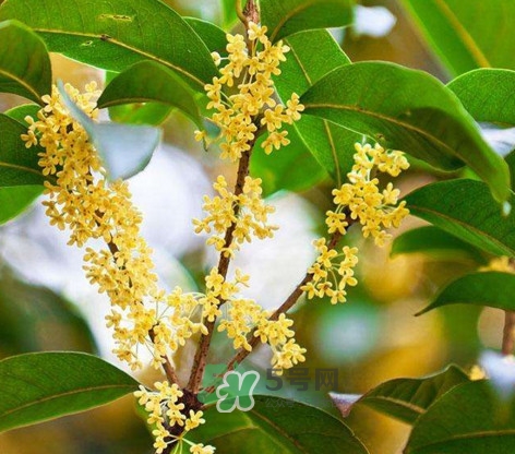 桂花樹種在院子哪里好？桂花樹種在家門口好嗎