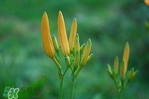 黃花菜什么時(shí)候種植？黃花菜什么時(shí)候采摘好