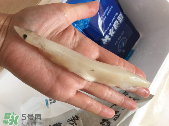 大銀魚多少錢一斤？大銀魚怎么洗？