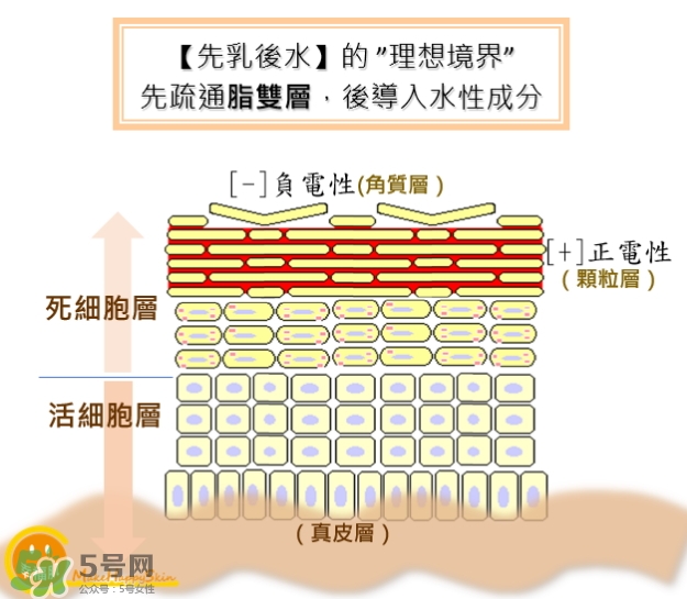 為什么要先乳后水_先乳后水是什么原理