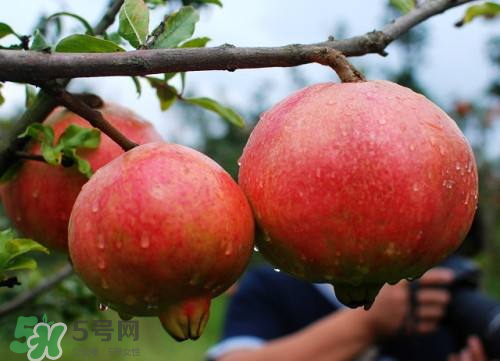 突尼斯軟籽石榴營養(yǎng)價值 ?軟籽石榴的功效與作用