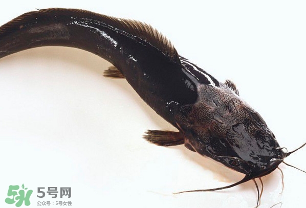 黑魚厲害還是鯰魚厲害？黑魚是世界上最臟的魚