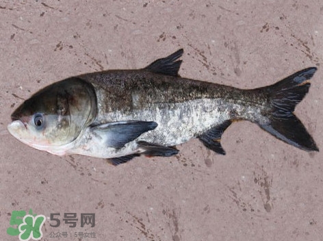 花鰱魚是海鮮嗎？花鰱魚是淡水魚嗎