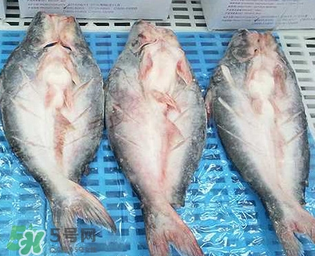 巴沙魚是什么魚？巴沙魚吃什么東西？