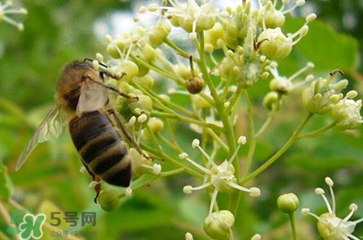 椴樹蜜是什么顏色？椴樹蜜是白色的嗎