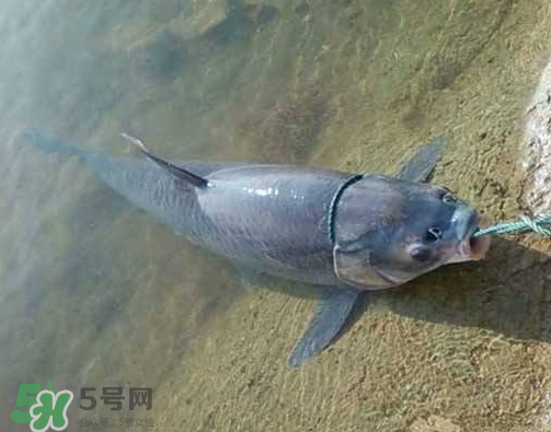 青魚怎么釣？釣青魚用什么餌料最好？