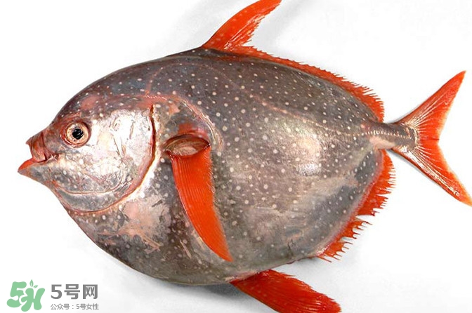 月亮魚(yú)是什么魚(yú)？月亮魚(yú)能吃嗎