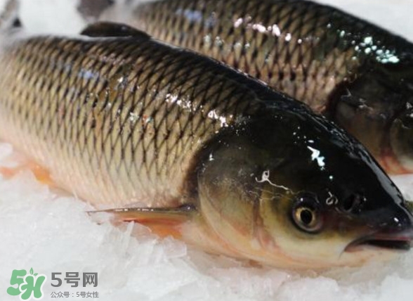 鯇魚是什么魚？鯇魚是怎樣來的