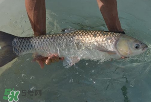 脆肉鯇是草魚嗎？脆肉鯇和草魚有什么區(qū)別