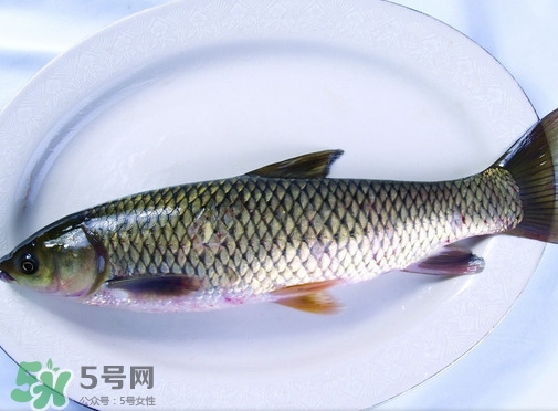 鯇魚是什么魚？鯇魚是怎樣來的