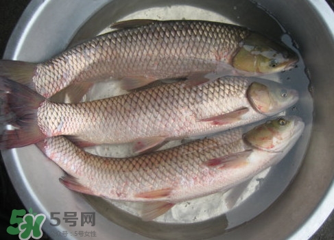 鯇魚是什么魚？鯇魚是怎樣來的